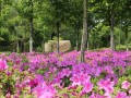 合肥：三国遗址公园5000余株芍药“五一”迎客