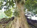 重庆现金丝楠木群 木材商欲买8棵开价22套房
