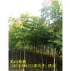 安徽栾树价格,安徽肥西栾树图片