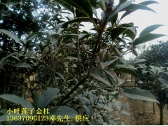 安徽肥西大量出售2-12公分八月金桂和莲子桂图2