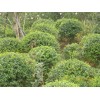工程用30-120冠幅小叶女贞球|海桐球