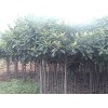 绿化工程用树2-5公分枇杷树