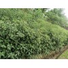 香樟树小苗当年苗