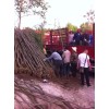 乌桕树,安徽合肥肥西乌桕树,2-30公分乌桕树