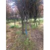 大量出售合肥2-12公分红叶李