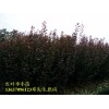 红叶李小苗