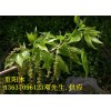 安徽肥西2-3-4-5-6-7-8-9-10公分重阳木