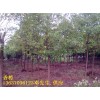 安徽肥西出售香樟小苗,香樟当年小苗,香樟小苗批发价格