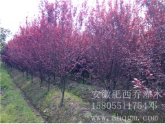 安徽肥西红叶李基地,2-15公分精品红叶李价格图2