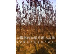 安徽肥西红叶李基地,2-15公分精品红叶李价格图3