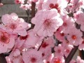 美人梅栽培管理以及虫害预防治疗技术要点
