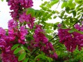 香花槐栽培管理技术