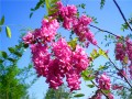 香花槐的繁殖方法
