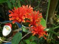 珊瑚花栽培养护要点