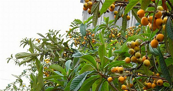 枇杷树施肥修剪和病虫害防治技术