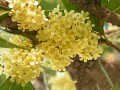 桂花移植栽培上肥修剪技术