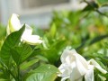 如何使栀子花叶绿花香