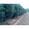 桂花,安徽桂花,肥西2-12公分桂花