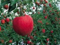 苹果苗木栽培及幼树管理技术