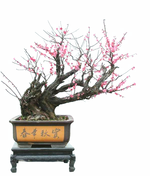 梅花盆景整姿技术