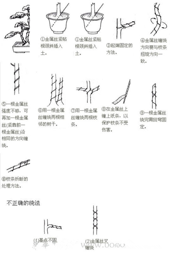 树木盆景金属丝缠绕技法