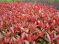 红叶石楠种植技术