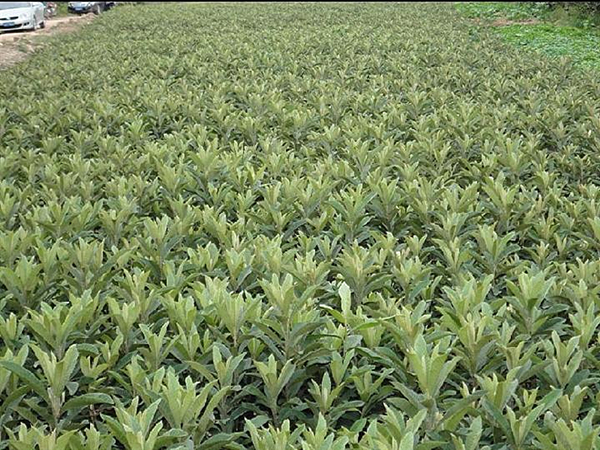 枇杷种植技术