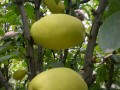 木瓜树种植技术
