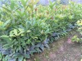 桂花扦插、嫁接、繁育种植技术