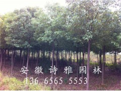 安徽肥西香樟批发,2-15公分精品香樟图2