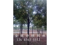 安徽肥西香樟批发,2-15公分精品香樟图3