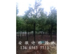安徽香樟，安徽肥西香樟，香樟产地，2-30公分香樟价格图3