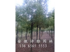 安徽肥西香樟小苗价格，香樟当年小苗批发价格图2