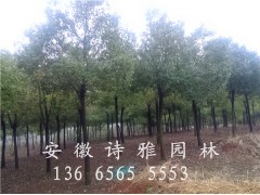 安徽肥西香樟小苗价格，香樟当年小苗批发价格图3