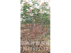 安徽肥西桂花小苗，嫁接金桂小苗，桂花小苗批发价格图2