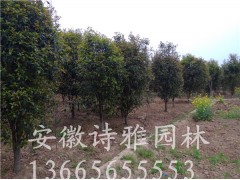 安徽肥西桂花小苗，嫁接金桂小苗，桂花小苗批发价格图3