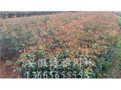 安徽肥西嫁接桂花小苗多少钱一棵？桂花小苗产地图2