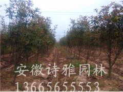 安徽肥西嫁接桂花小苗多少钱一棵？桂花小苗产地图3