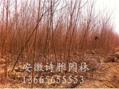 安徽肥西三角枫小苗，2-15公分三角枫产地价格图2