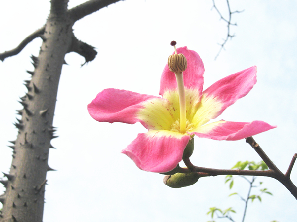 美丽异木棉
