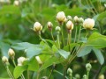 木香花