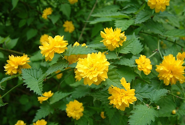 棣棠花