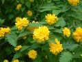 棣棠花