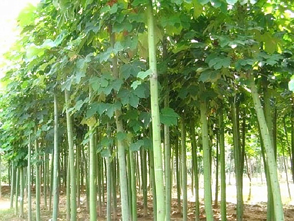 梧桐树