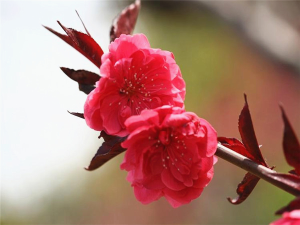紫叶桃