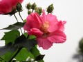 木芙蓉