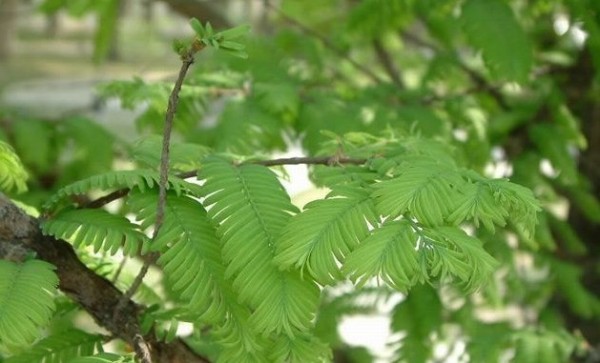 水杉树
