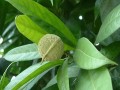 蝴蝶果树