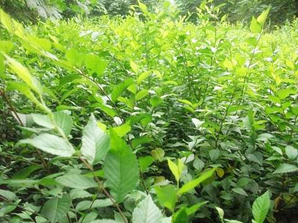 榆树育苗方法