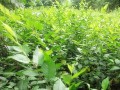 榆树育苗方法